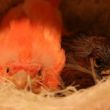 rood en bronzen kanariejong samen in een nest.