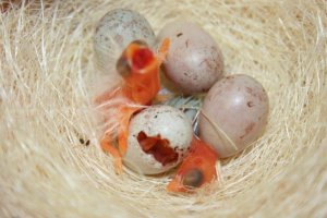 rode kanaries aan het uitpikken