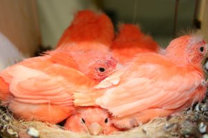 nest van vijf rode kanaries 17 dagen oud